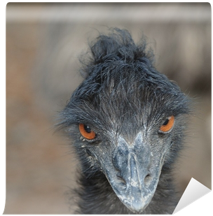 Emu (400x400), Png Download