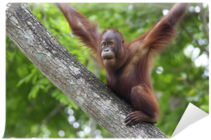 Bornean Orangutan (400x400), Png Download