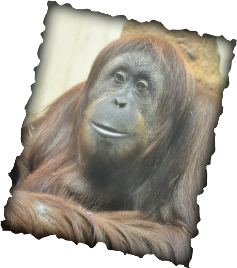 It Also Tells You How You Can Help Save The Orangutans - Monkey (493x556), Png Download