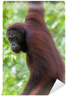 Orangutan (400x400), Png Download
