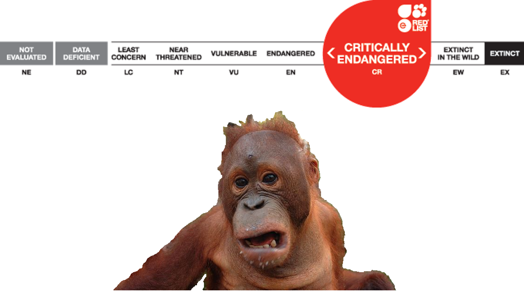 A Shocked Orangutan - Iucn Red List (1755x980), Png Download