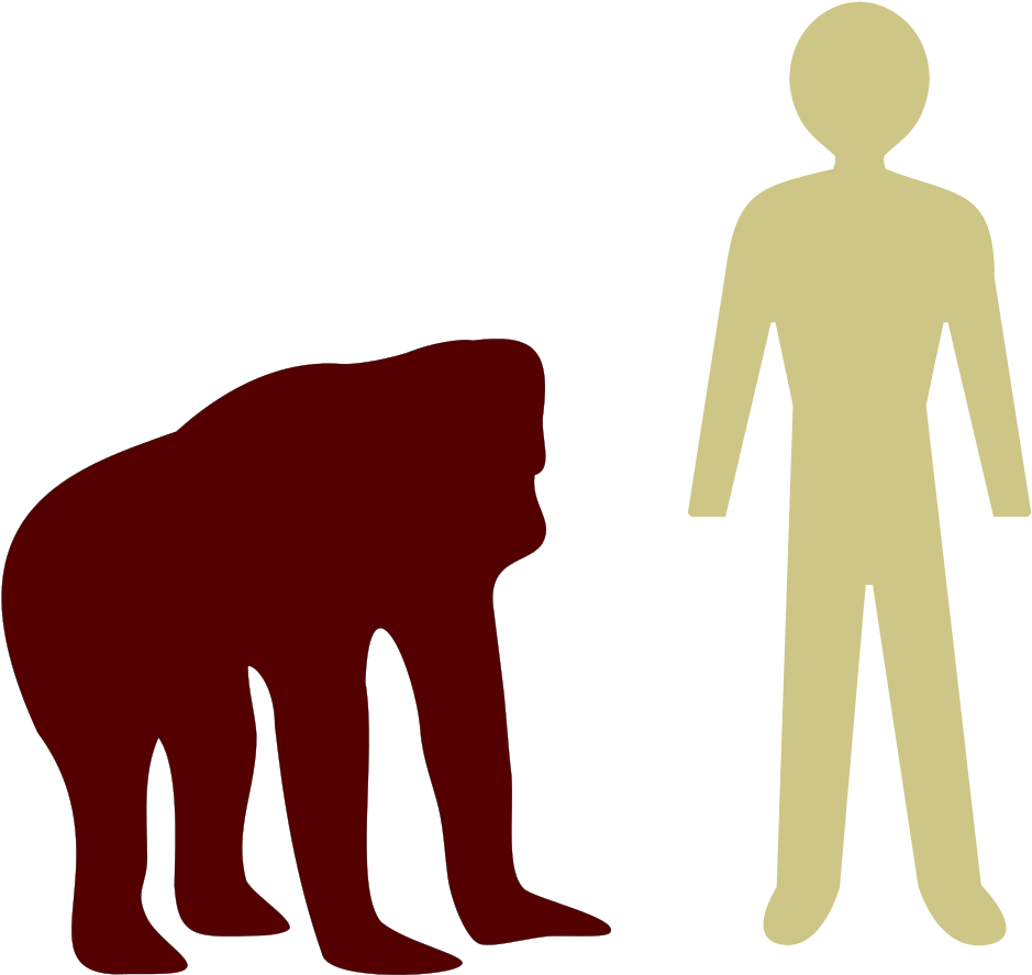 Open - Orangutan Size Compared To Human (1000x962), Png Download