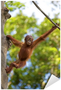 Footsteps Out Of Borneo (400x400), Png Download