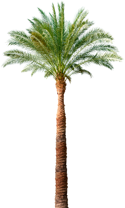 Siga No Facebook - Tree Png (450x715), Png Download