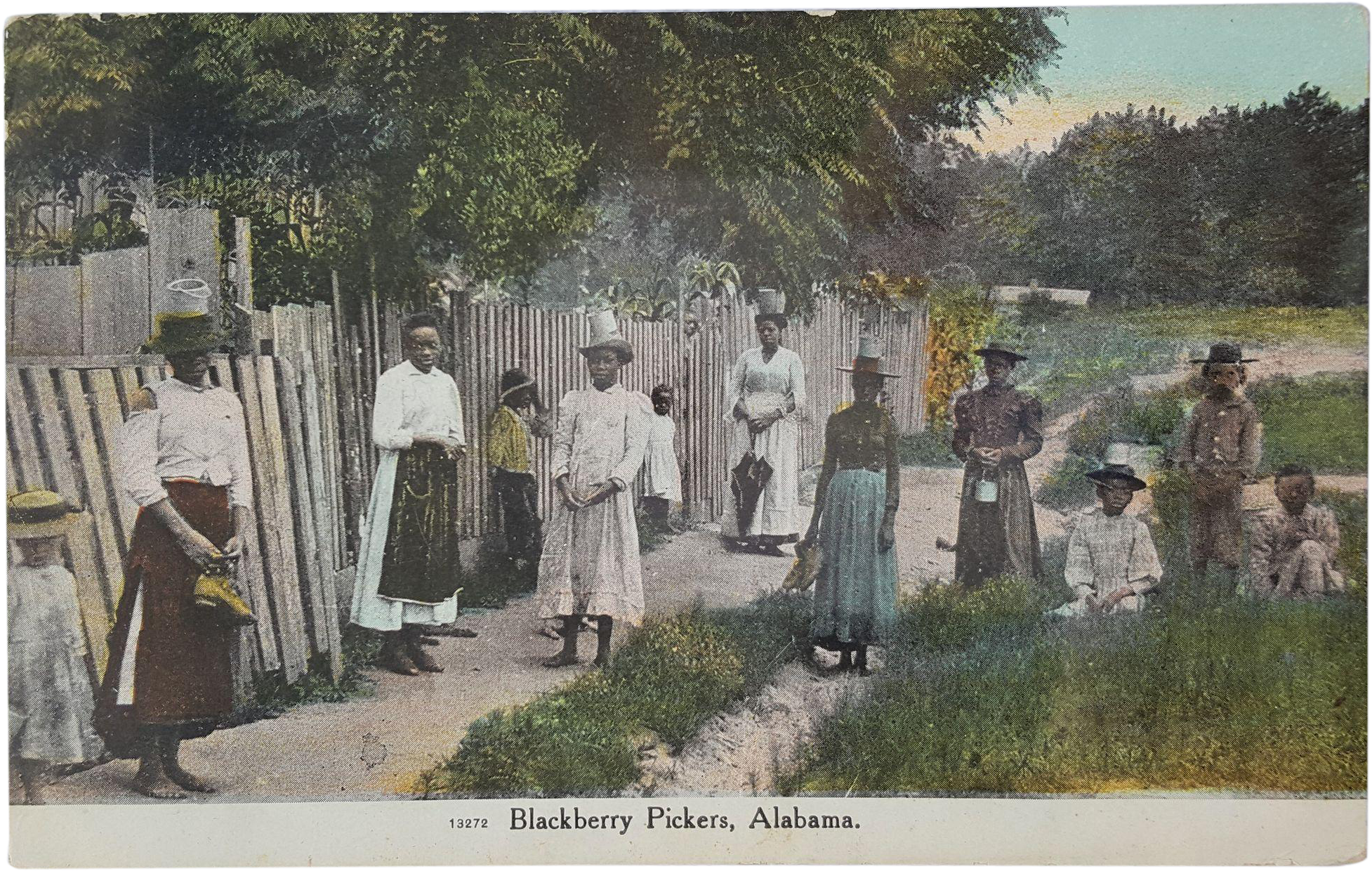 Rare ~ Antique 'blackberry Pickers, Alabama' Postcard - Tree (1953x1953), Png Download