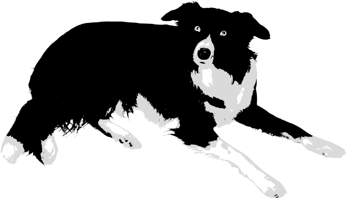 Border Collie Rough Collie Cat Puppy Old English Sheepdog - Border Collie Vector Png (1234x750), Png Download