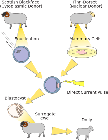 File - Dolly Clone - Svg - Somatic Cell Nuclear Transfer (391x514), Png Download