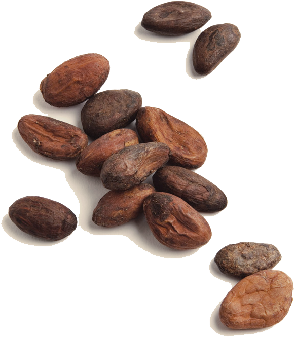 Moner Cocoa - Cocoa Beans Png (607x709), Png Download