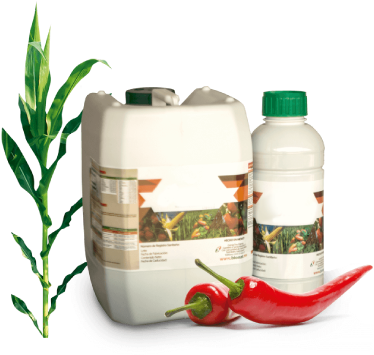 Mision-image - Pimenta (421x359), Png Download