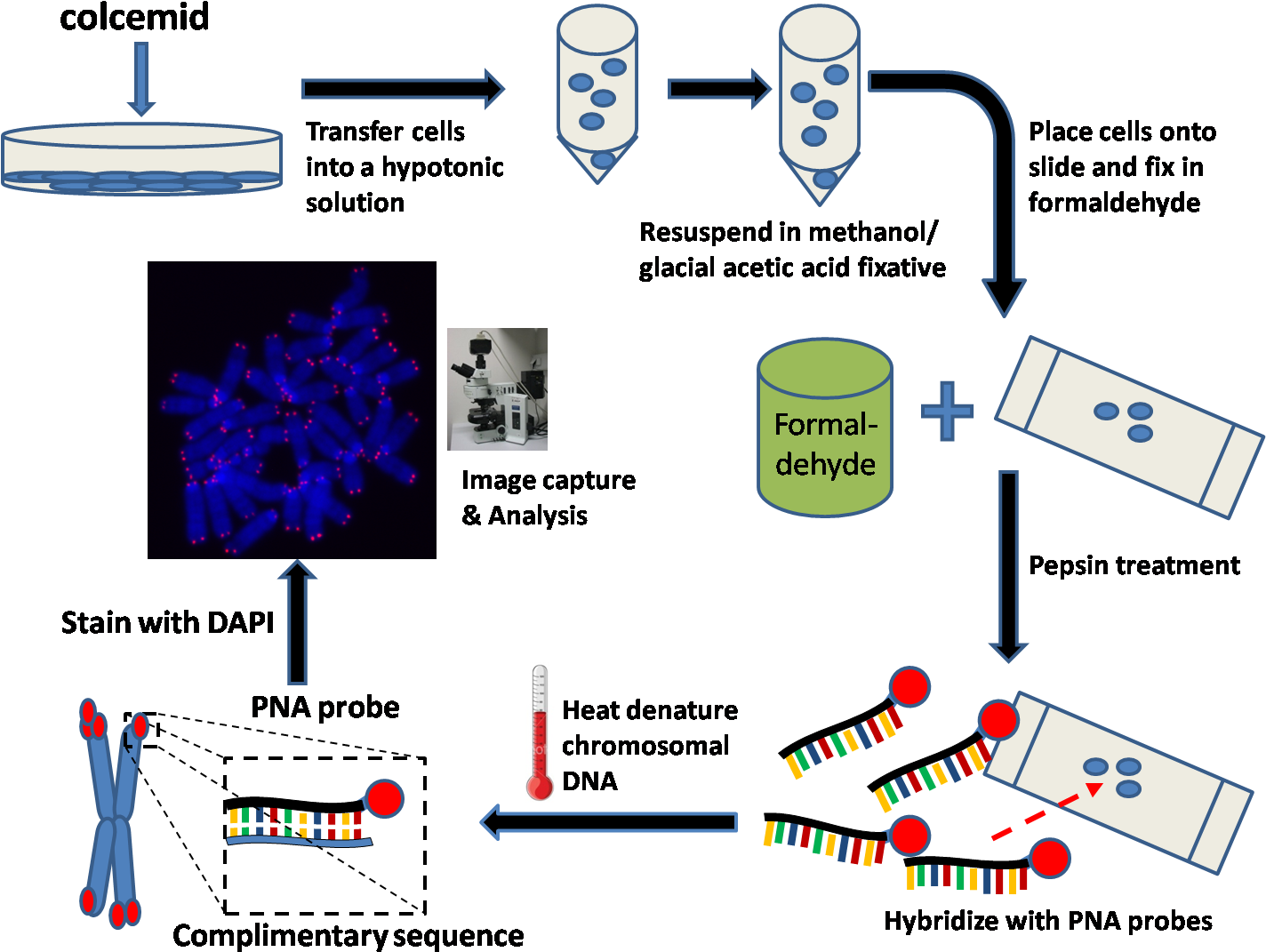 Q-fish Workflow - Fluorescence In Situ Hybridization Method (1429x1107), Png Download