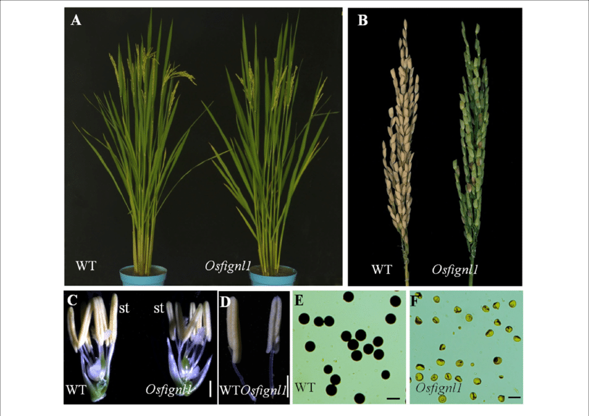 Phenotype Comparisons Between The Wild-type And The - Wild Type (850x600), Png Download