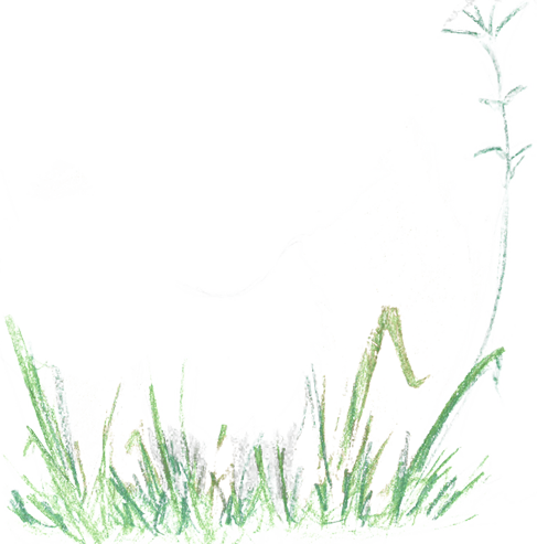 A Fox Was Born - Sweet Grass (487x493), Png Download