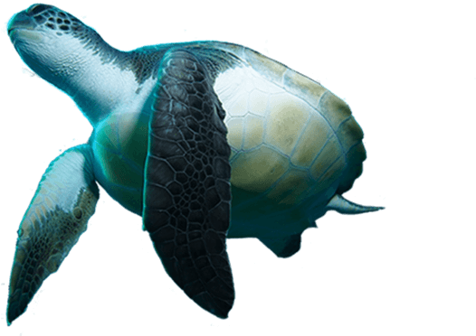 An Unforgettable Experience For Your First Dive - Turtle In Moana Png (700x526), Png Download