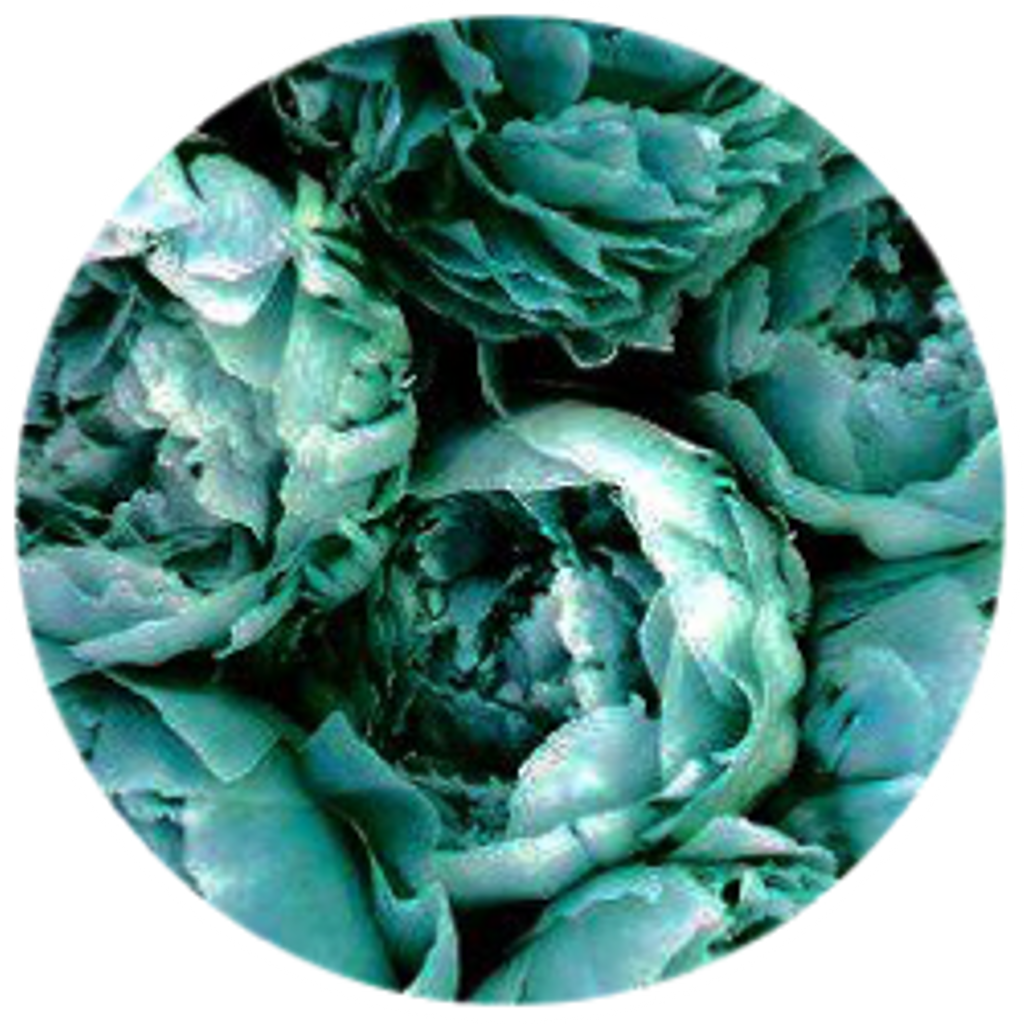 Teal Roses Tumblr Background Circle Freetoedit - Artichoke (1024x1024), Png Download