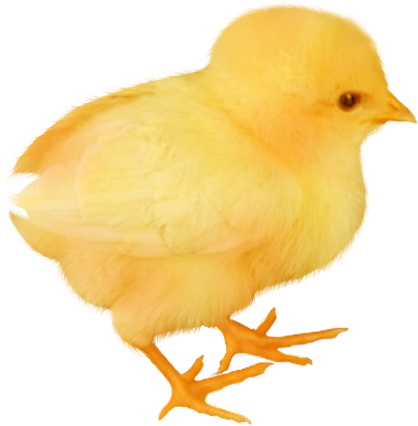 Baby Chicken Transparent Image - Canary (835x837), Png Download