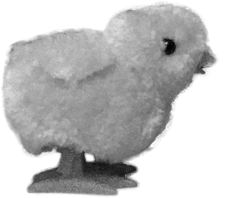 Baby Chicken - Chicken (900x734), Png Download