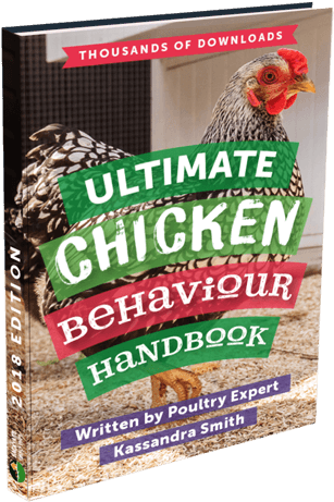 Download Ebook - Chicken (350x490), Png Download