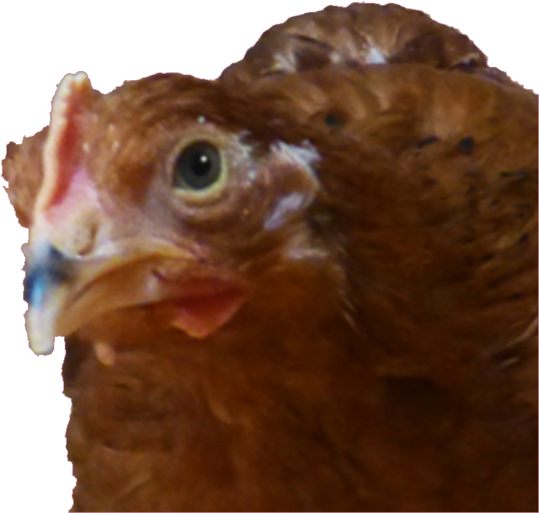 My Baby Chickens Are Getting Big - Chicken (800x749), Png Download