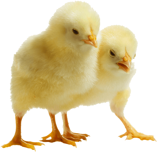 Baby Chicken Png Clipart - Poultry (650x600), Png Download