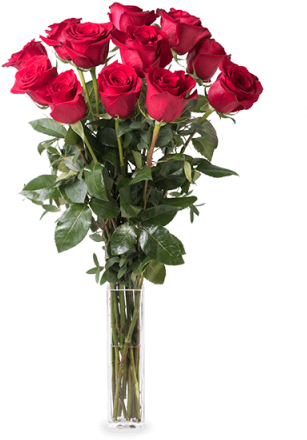I Will Always Love You - 12 Long Stem Roses (480x480), Png Download