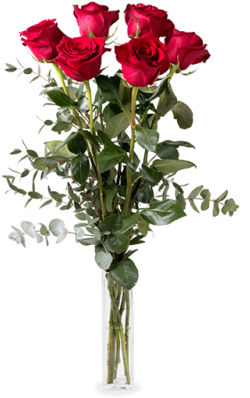 Love Me Do - Hybrid Tea Rose (480x480), Png Download