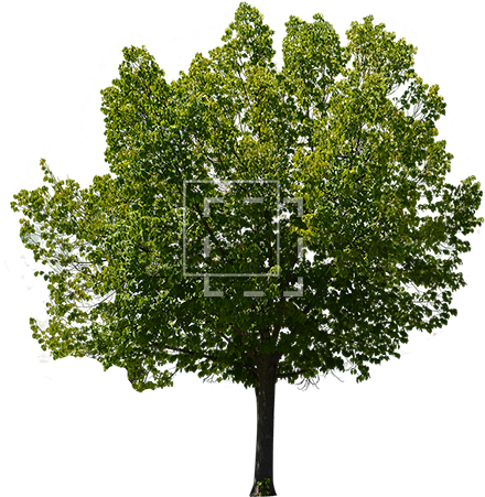 Download Png Images For Photoshop Trees Foreground Tree - Single Tree ...