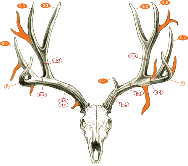 Mule Deer And Blacktails - Mule Deer (636x561), Png Download