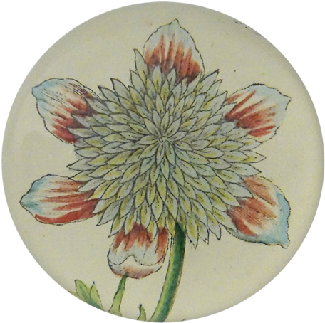 Star Aster Star Aster - Chrysanths (500x500), Png Download