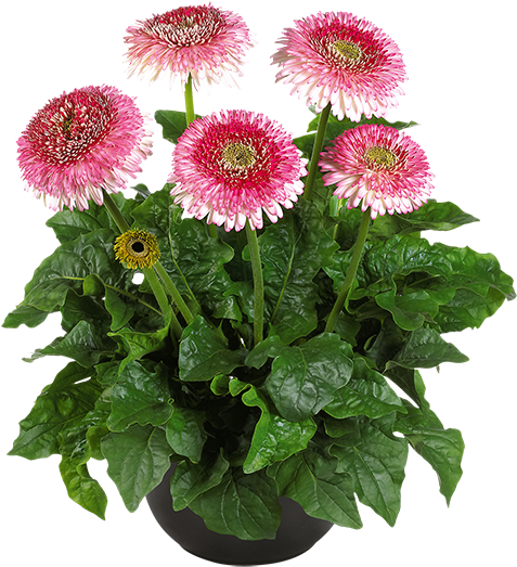 Florist Holland - Barberton Daisy (600x600), Png Download