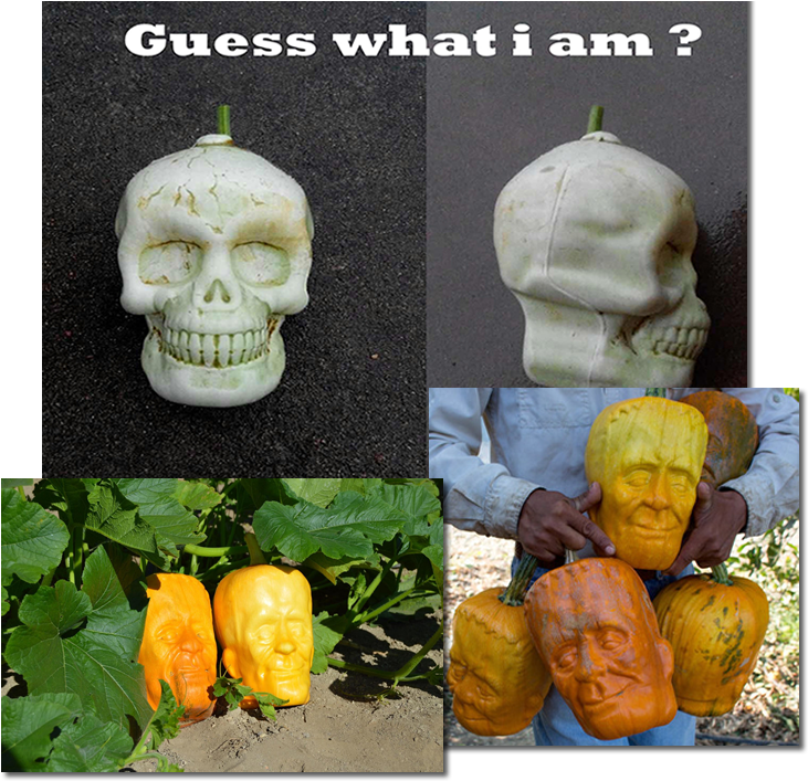 Guess What I Am - Here (900x760), Png Download