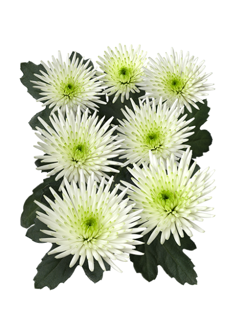 Aaa Sangi 4 Sa Sangi 01 Vrijstaand - Chrysanths (480x626), Png Download