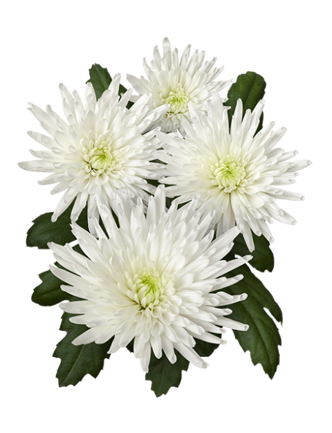 Tr Carolle 05 Print Sp Carolle 01 Vrijstaand - Chrysanths (480x626), Png Download