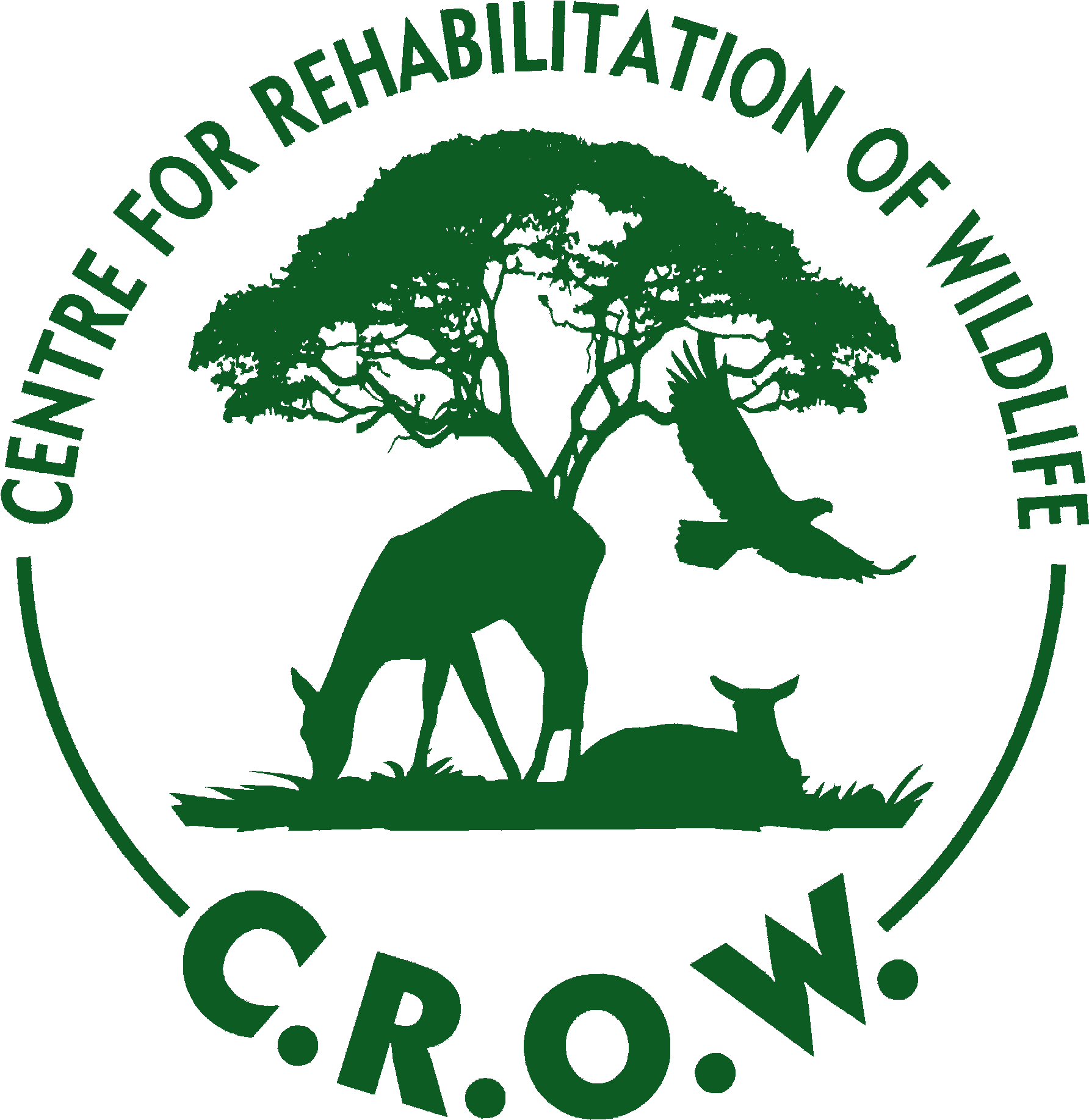 Crow Crow Crow - Centre For Rehabilitation Of Wildlife (1913x1938), Png Download