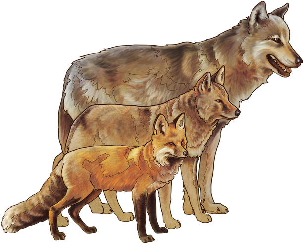 Art By National Park Service An Illustration Of A Fox, - Wolf Vs Fox Size (688x509), Png Download