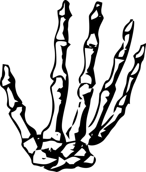 Hand,skeleton,skeleton - Skeleton Hand No Background (500x588), Png Download