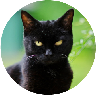Black Cat Outside - Cat Glaring (509x337), Png Download