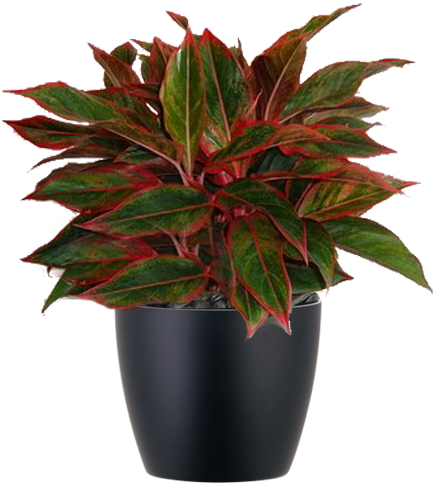 Red Low Light Indoor Aglaonema Chinese Evergreen Plant - Aglaonema (500x500), Png Download