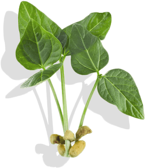 Innovative Trait Technologies Yield A Competitive Advantage - Soybean Plant Transparent (400x400), Png Download