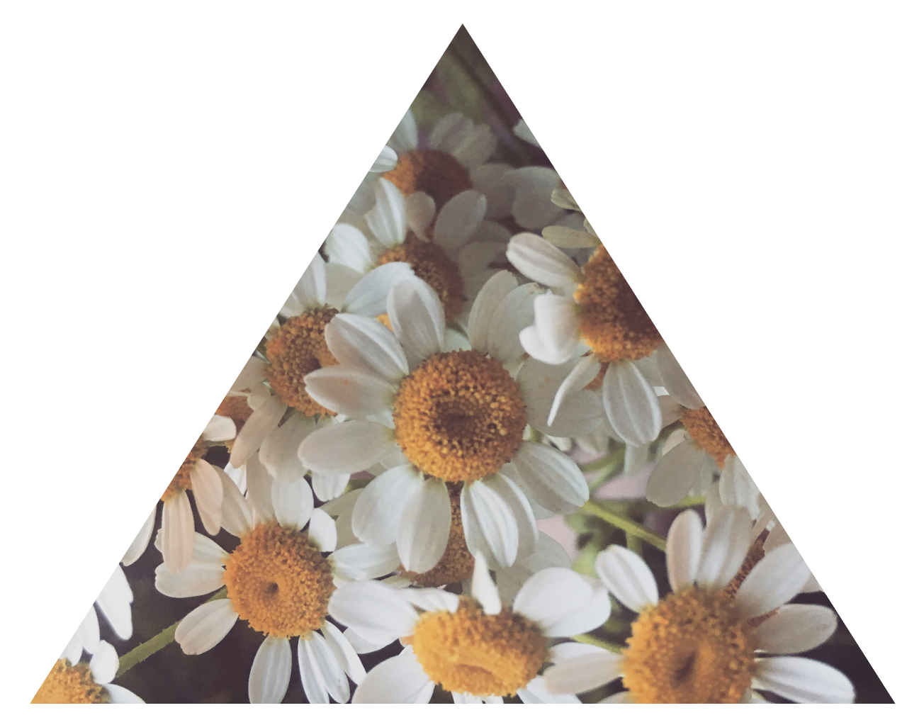 Daisy Tumblr Asthetic Daisies Flower Freetoedit - Daisy (1303x1024), Png Download