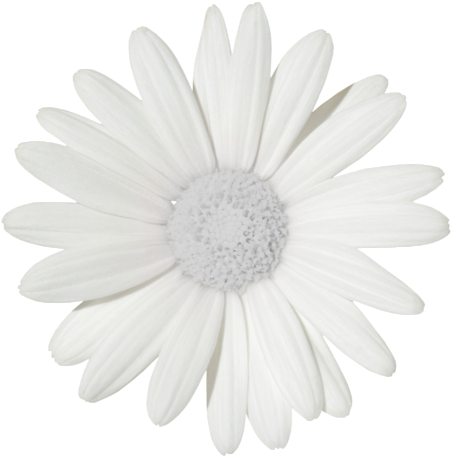 500 X 500 Png 214kb Thoughts Untold Daisy Png Tumblr - Daisy Flower White Background (500x500), Png Download