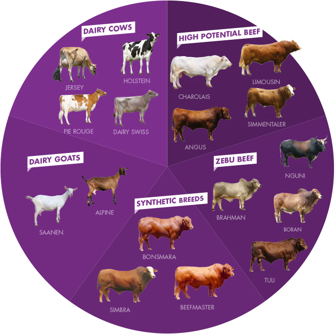 A Selection Of Breeds - Breed (656x655), Png Download