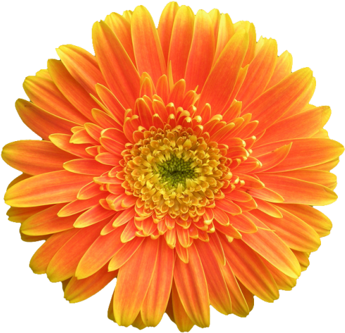 Gerbera Jamesonii - Orange Flower White Background (500x492), Png Download