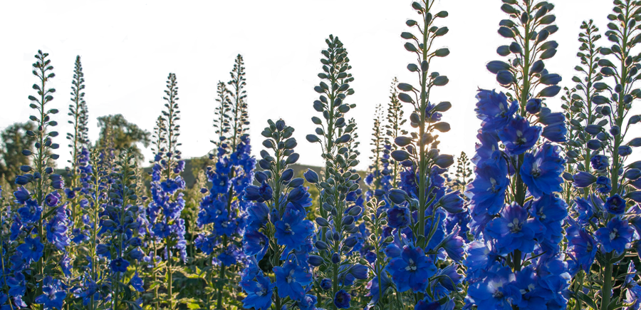 Flowerbanner - Lavender (900x435), Png Download
