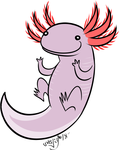 Axolotl Clipart Tumblr Transparent - Axolotl (500x629), Png Download