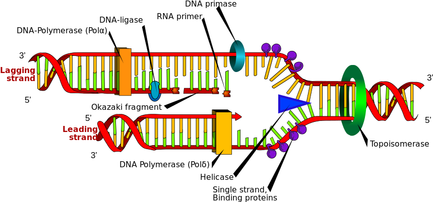 The Double Helix Is Unwound By A Helicase And Topoisomerase - Dna Replication Labeled (900x438), Png Download