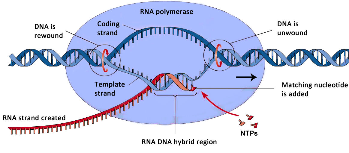 Rna Transcription (1188x541), Png Download
