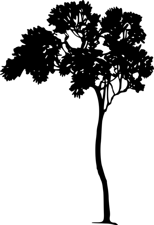 These Random Things Articles Are Designed As Quick - Black And White Tree Graphic (495x720), Png Download