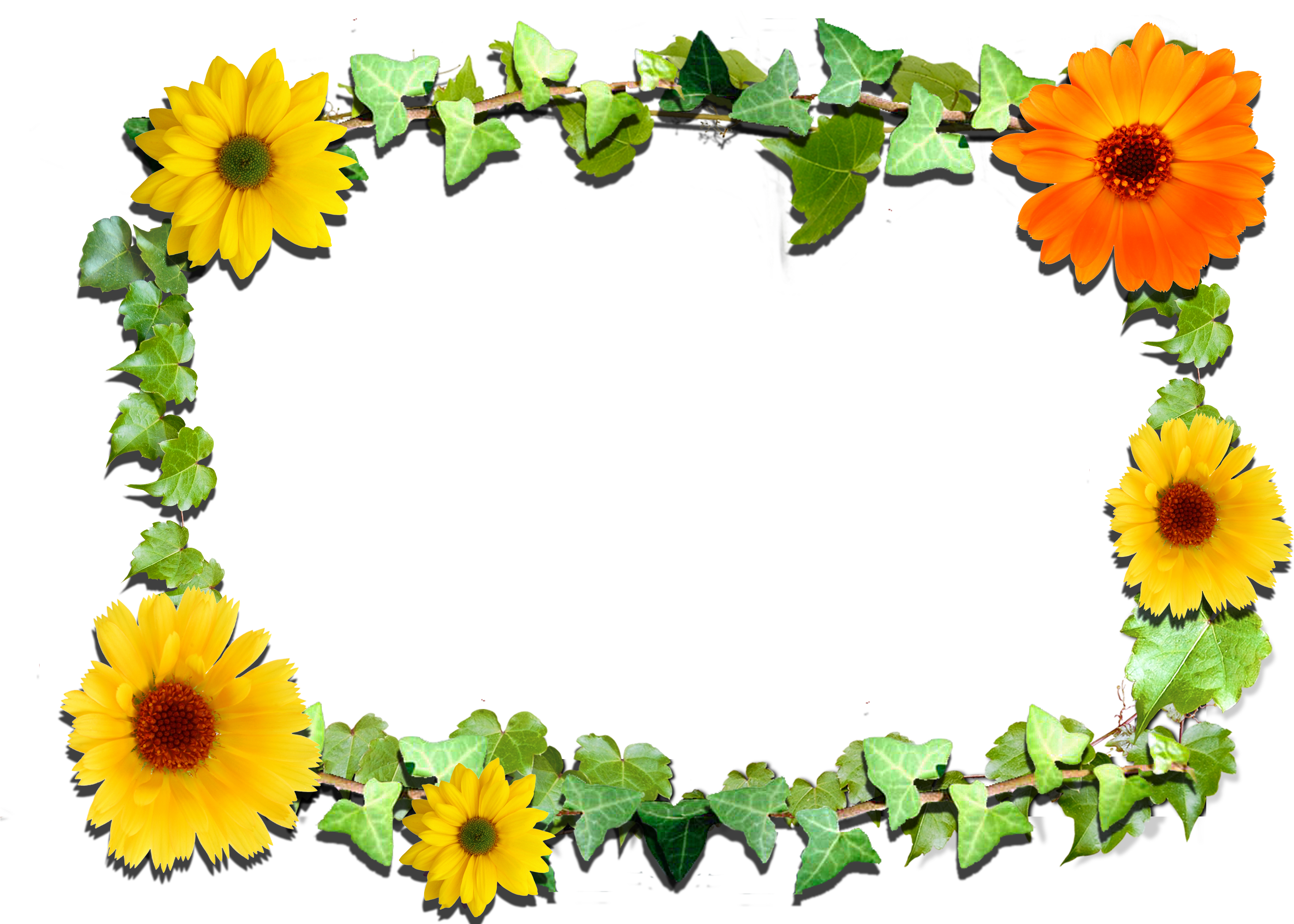 Sunflower Frames (3510x2480), Png Download