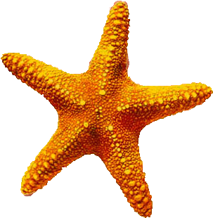 Download Starfish Latest Version 2018 - Estrellas De Mar Png (360x360), Png Download