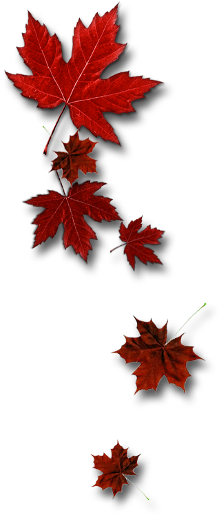 Leafs - Canada (321x751), Png Download